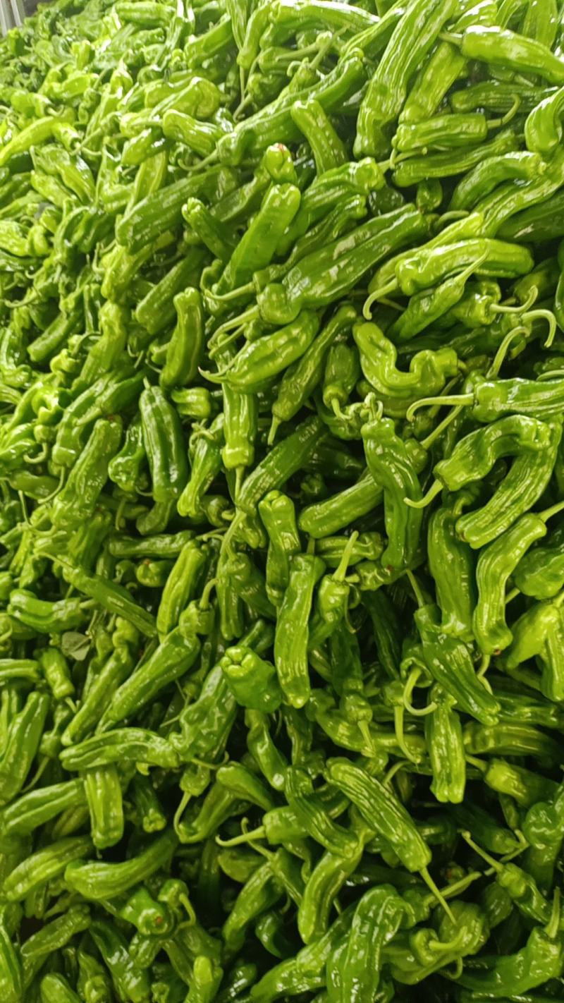 精品鲜辣椒芜湖椒，薄皮椒【新优】对接电商超市，商场！