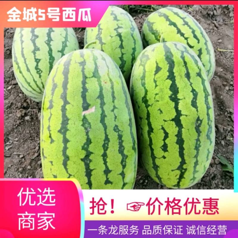 【精品】沙漠一号金城五号乌拉特前旗瓦窑滩沙地瓜
