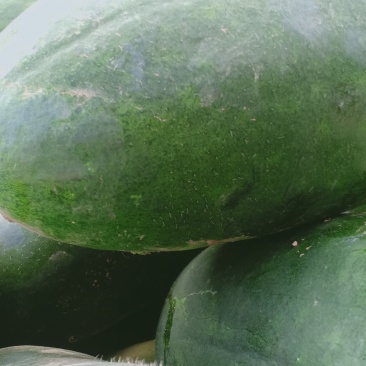 黑皮冬瓜大量共应需要连系