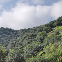 正宗仙居东魁杨梅，原产地直销，没有中间商环节。