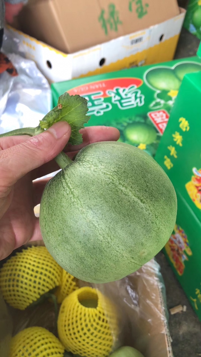 山东莘县燕店甜瓜产地大量上市。欢迎各位老板来采购