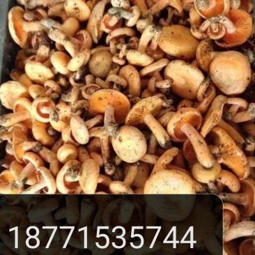 湖北干雁来蕈雁鹅菌谷熟菌铜绿枞菌松乳菇寒菌菌松树菌