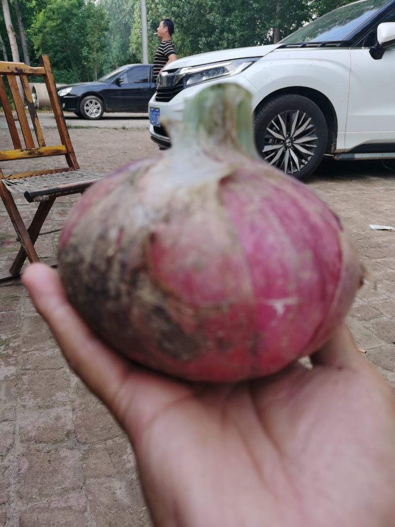 销售优质新茬地洋葱