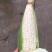 928小甜糯夜包谷