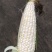 928小甜糯夜包谷