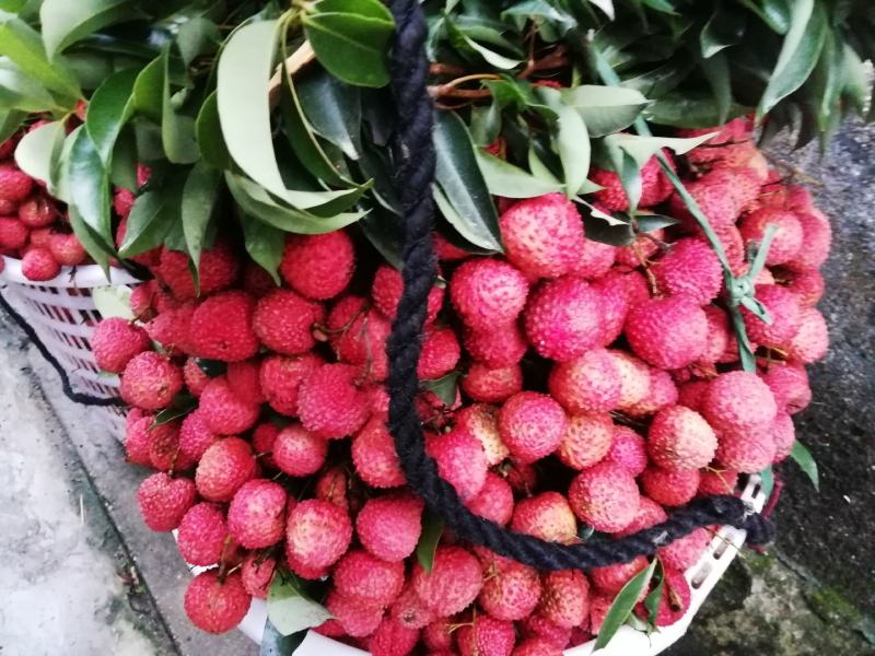 广东桂味荔枝桂味贵味细核荔枝新鲜采摘即将上市