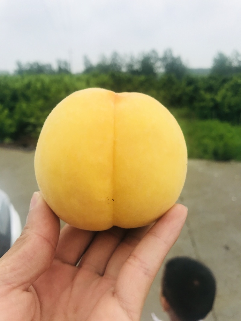 鲜果城堡锦绣黄桃上市对接全渠道支持一件代发