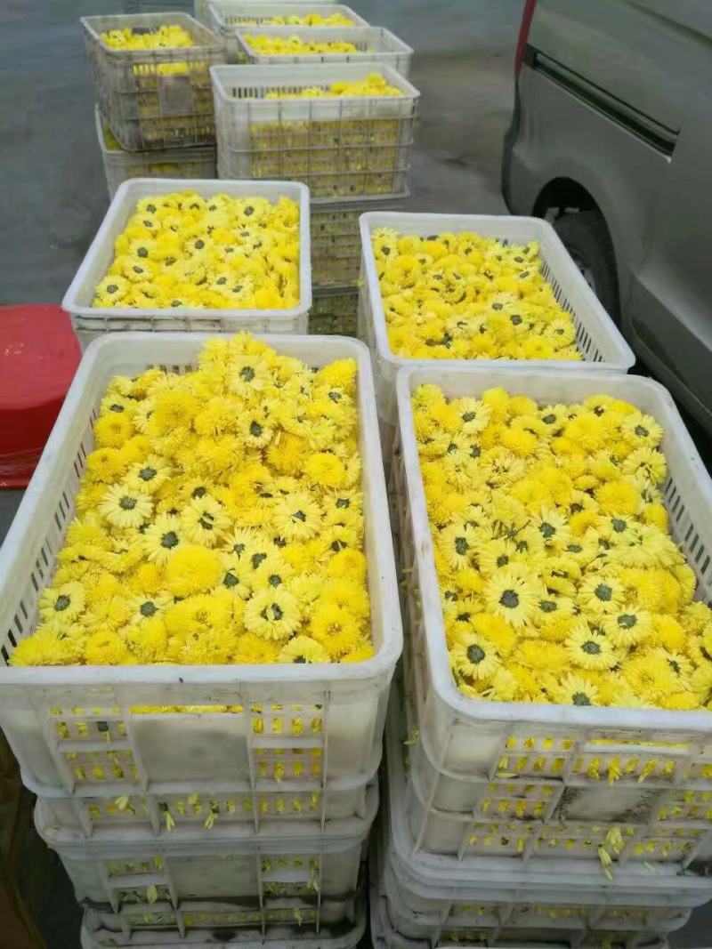 菊花烘干机，金丝皇菊烘干机，贡菊烘干机，