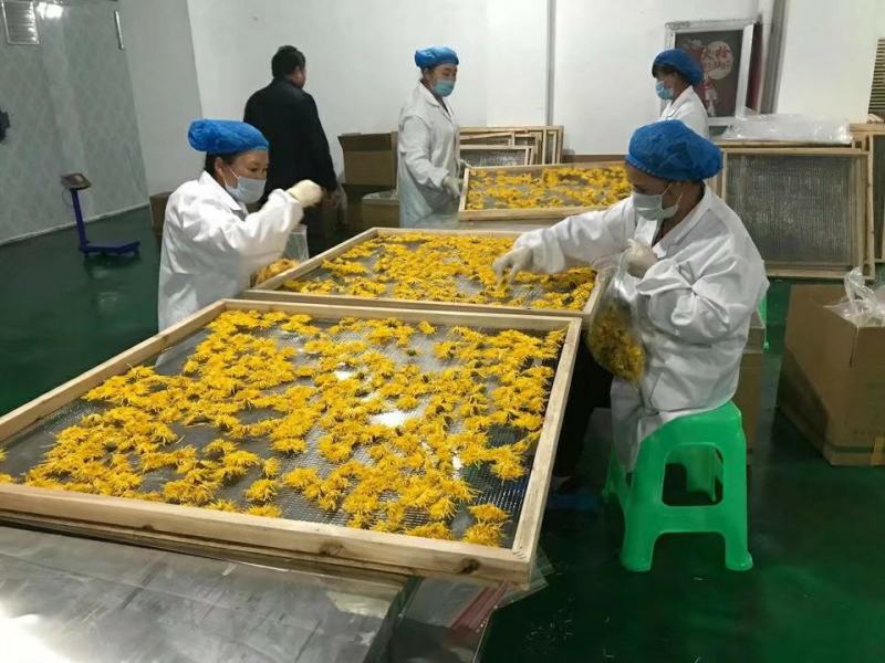 菊花烘干机，金丝皇菊烘干机，贡菊烘干机，