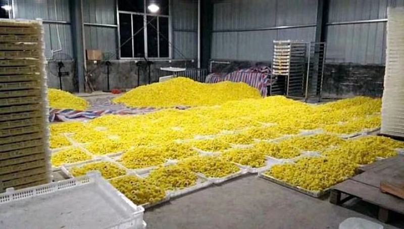 菊花烘干机，金丝皇菊烘干机，贡菊烘干机，