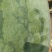 西瓜