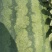 西瓜