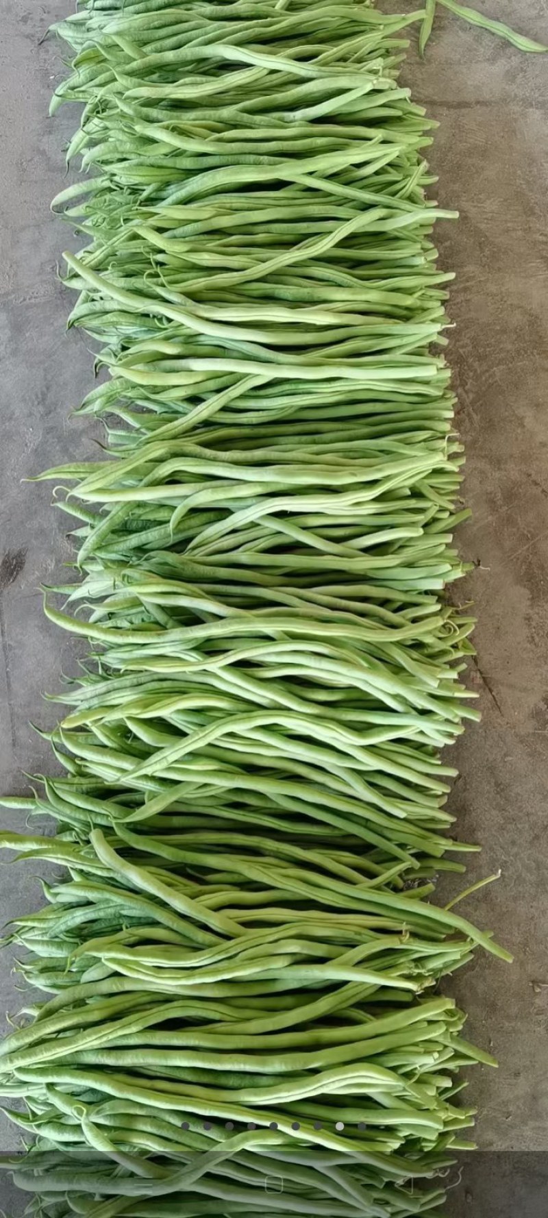 甘肃武山无筋架豆王大量上市中，质量优，价格合适，产地直发