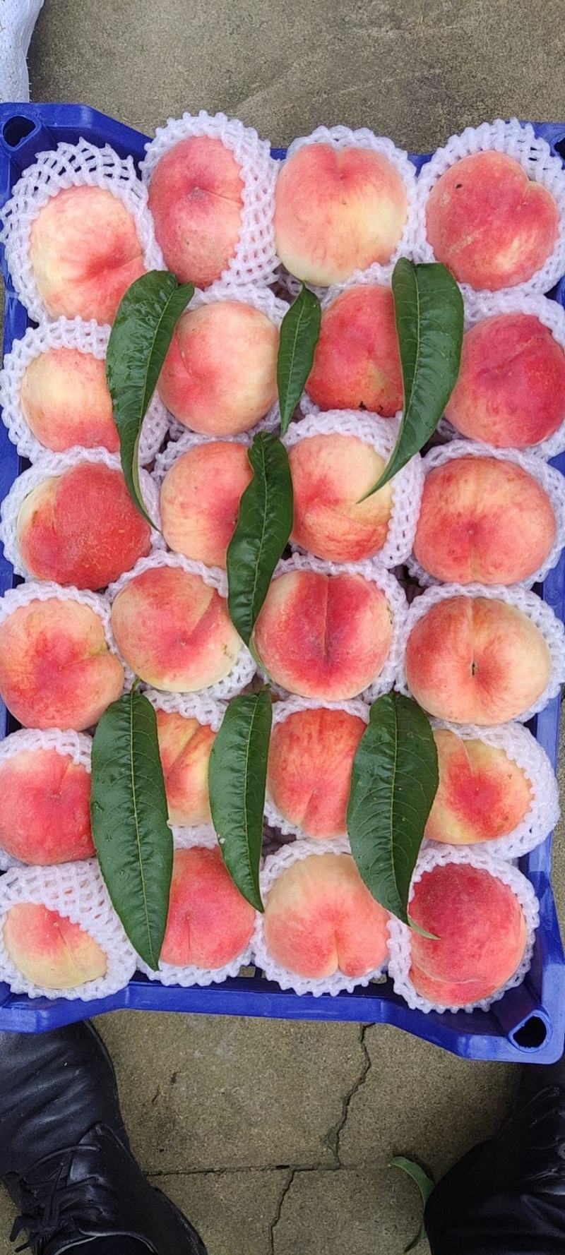 金安脆桃