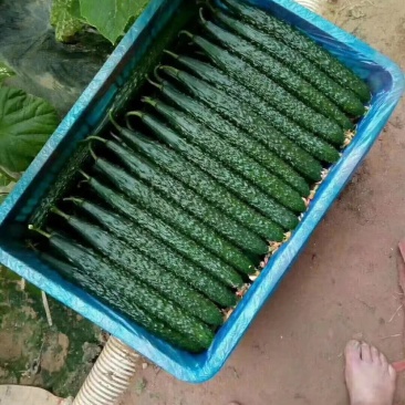 油亮精品黄瓜