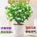 茉莉花盆栽花卉植物室内花苗四季开花浓香好养易活驱蚊草老桩