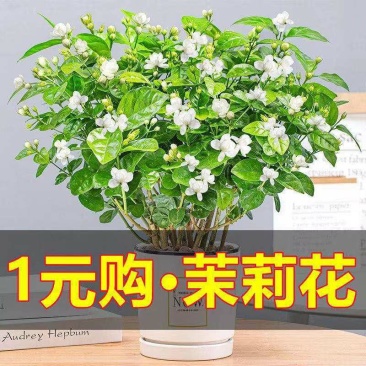 茉莉花盆栽花卉植物室内花苗四季开花浓香好养易活驱蚊草老桩