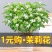 茉莉花盆栽花卉植物室内花苗四季开花浓香好养易活驱蚊草老桩