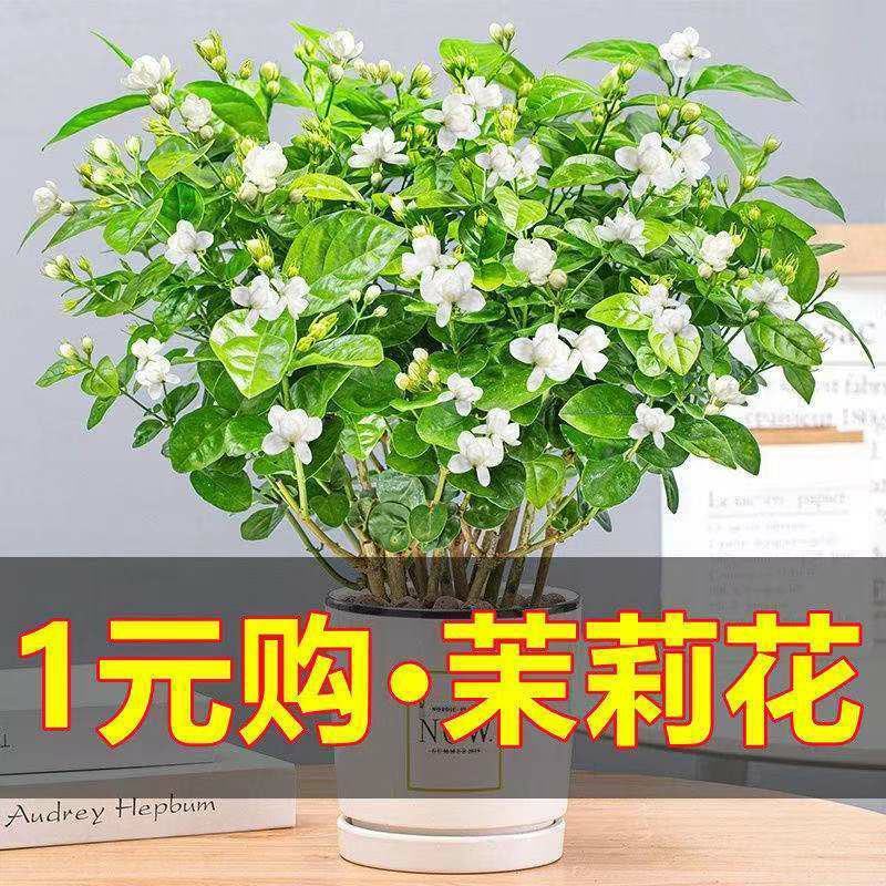 茉莉花盆栽花卉植物室内花苗四季开花浓香好养易活驱蚊草老桩