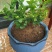 茉莉花盆栽花卉植物室内花苗四季开花浓香好养易活驱蚊草老桩