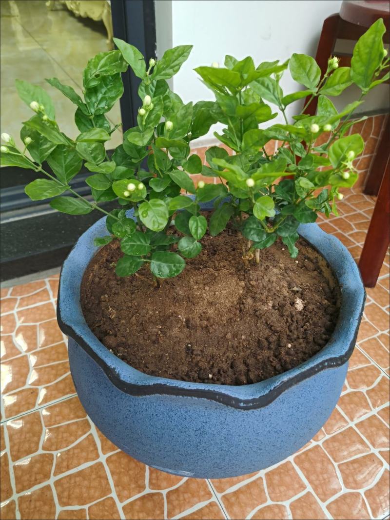 茉莉花盆栽花卉植物室内花苗四季开花浓香好养易活驱蚊草老桩