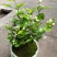 茉莉花盆栽花卉植物室内花苗四季开花浓香好养易活驱蚊草老桩