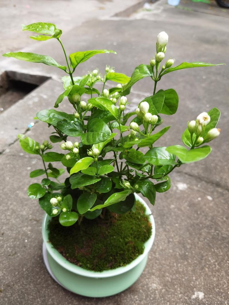 茉莉花盆栽花卉植物室内花苗四季开花浓香好养易活驱蚊草老桩
