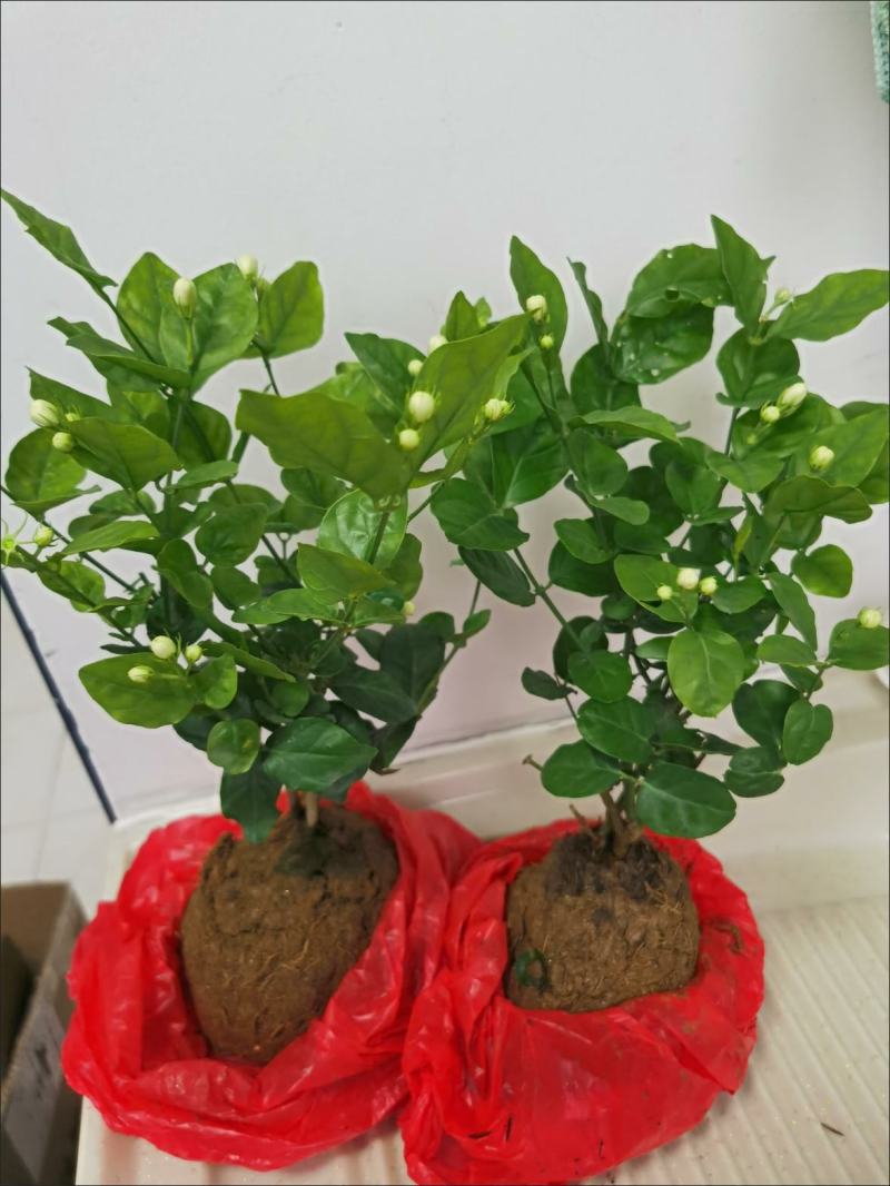 茉莉花盆栽花卉植物室内花苗四季开花浓香好养易活驱蚊草老桩
