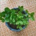 茉莉花盆栽花卉植物室内花苗四季开花浓香好养易活驱蚊草老桩