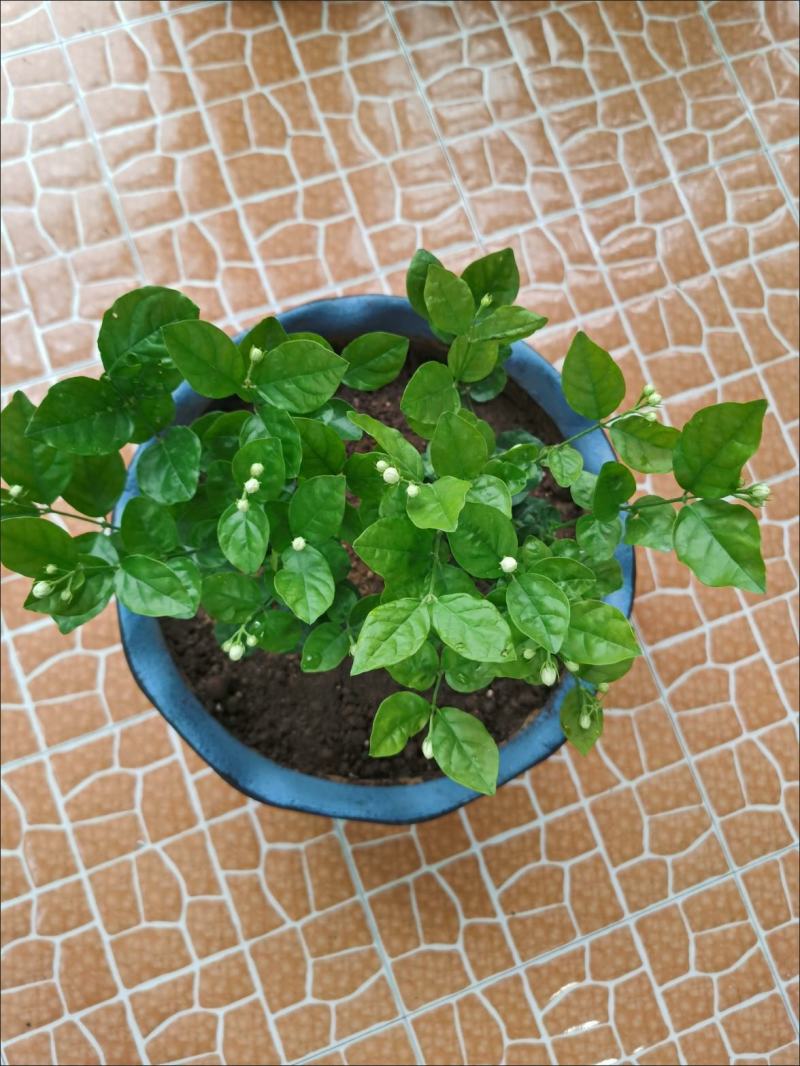 茉莉花盆栽花卉植物室内花苗四季开花浓香好养易活驱蚊草老桩