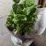 茉莉花盆栽花卉植物室内花苗四季开花浓香好养易活驱蚊草老桩