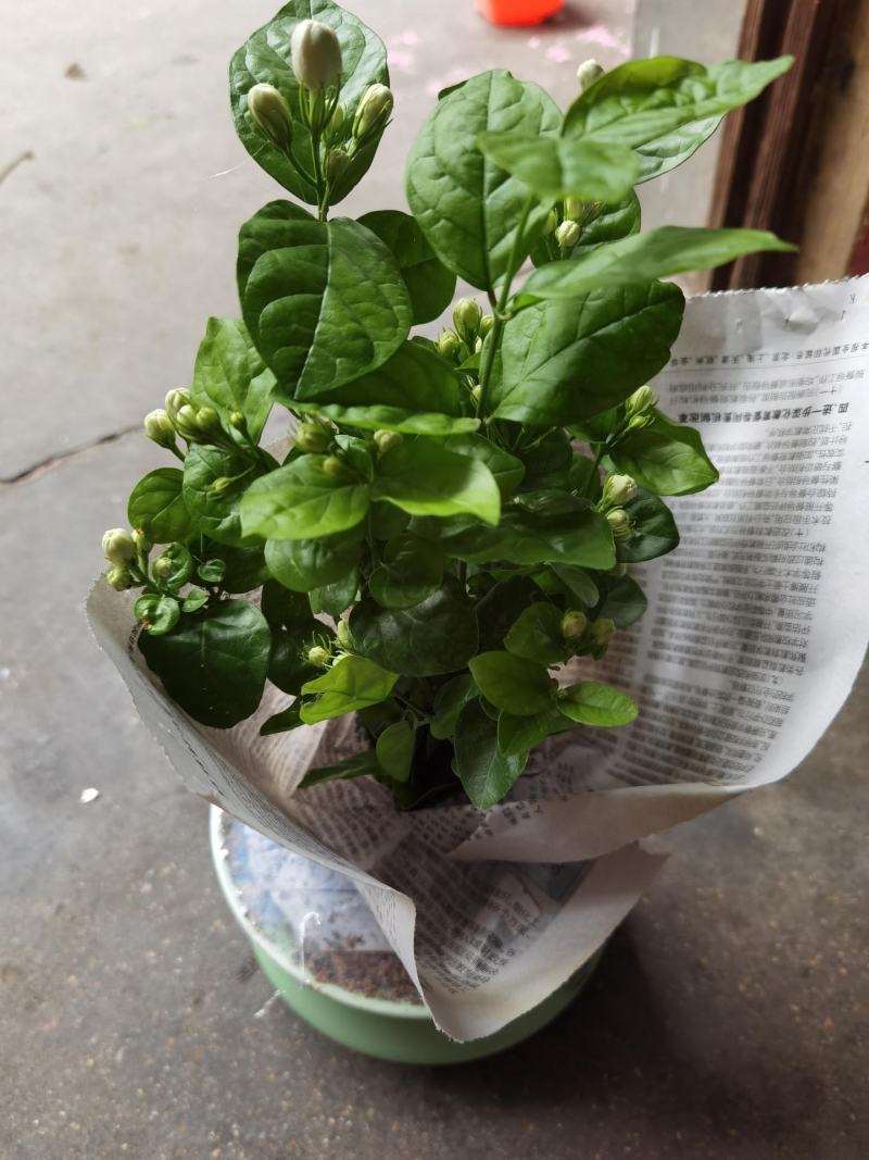 茉莉花盆栽花卉植物室内花苗四季开花浓香好养易活驱蚊草老桩