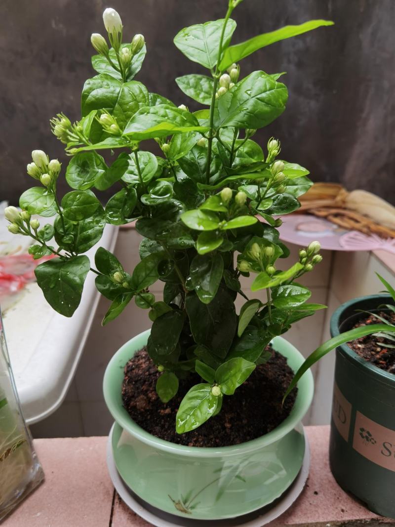 茉莉花盆栽花卉植物室内花苗四季开花浓香好养易活驱蚊草老桩