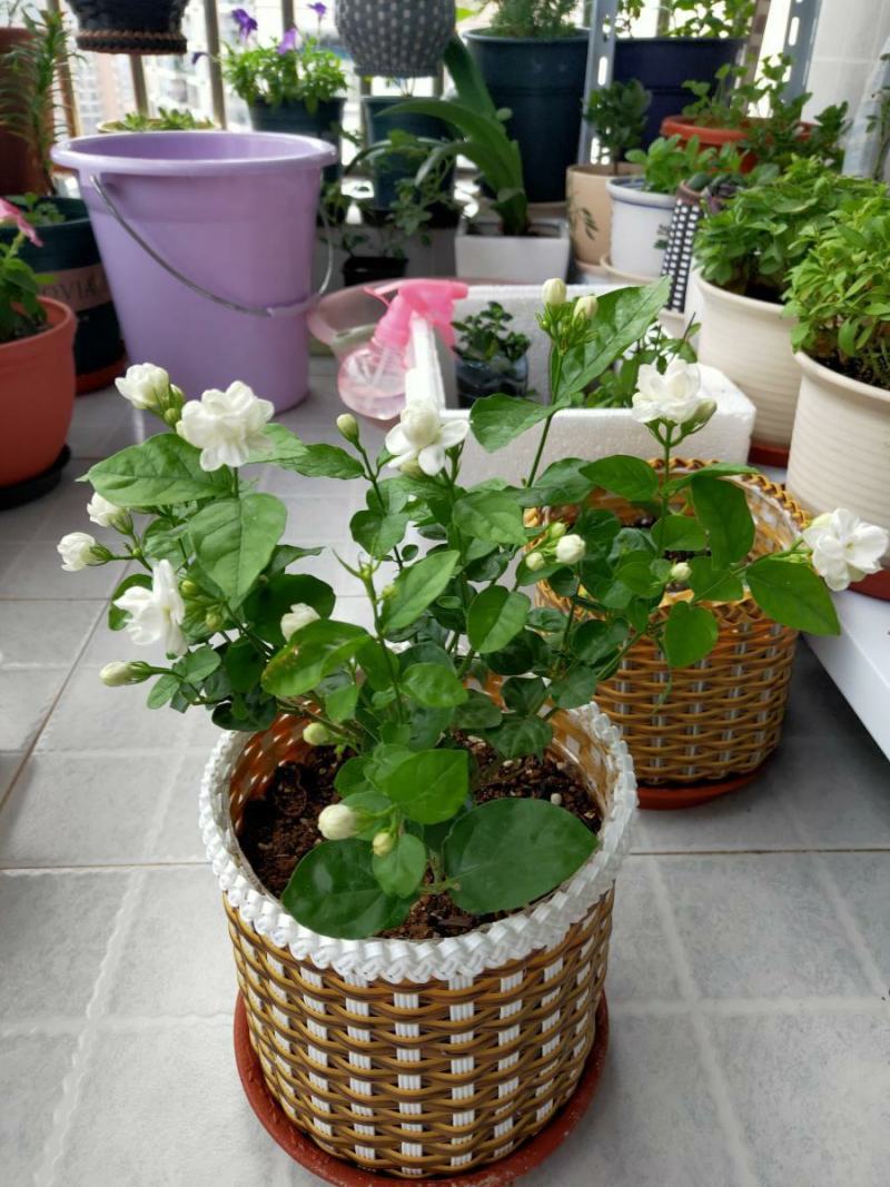 茉莉花盆栽花卉植物室内花苗四季开花浓香好养易活驱蚊草老桩
