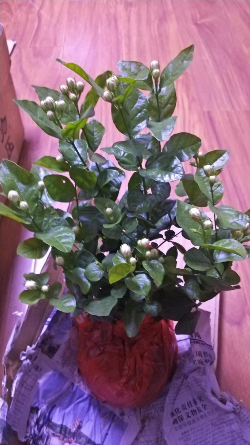 茉莉花盆栽花卉植物室内花苗四季开花浓香好养易活驱蚊草老桩