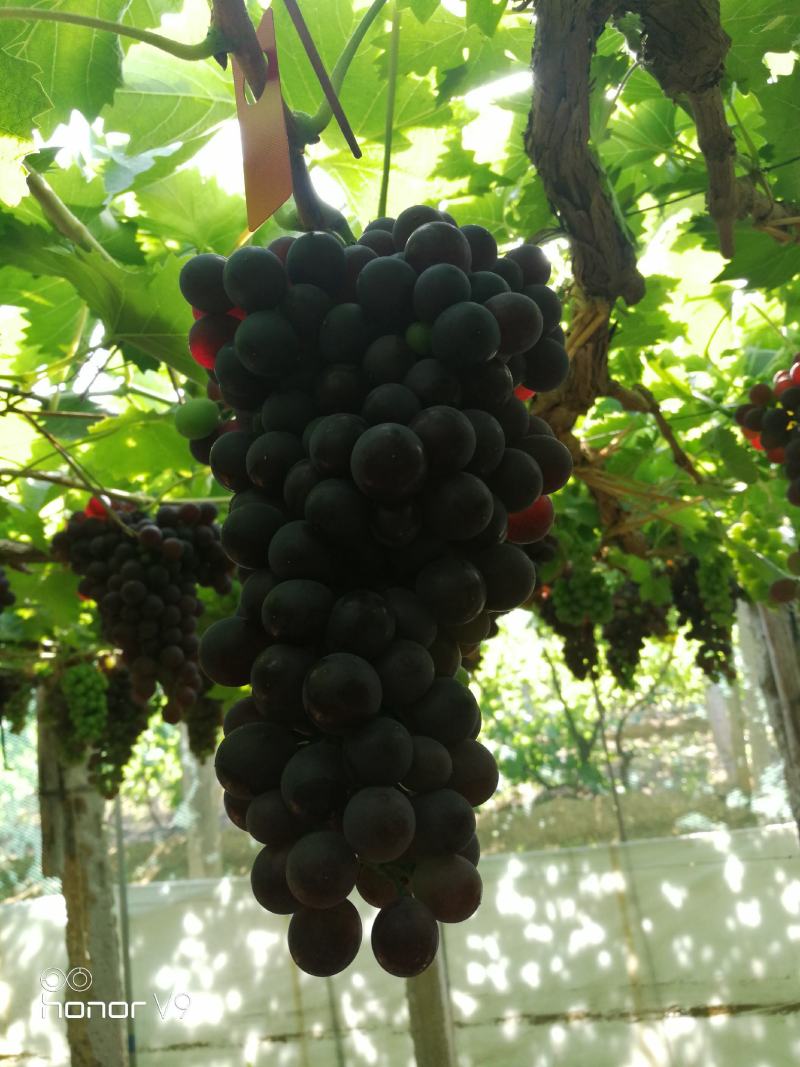 玫瑰香葡萄