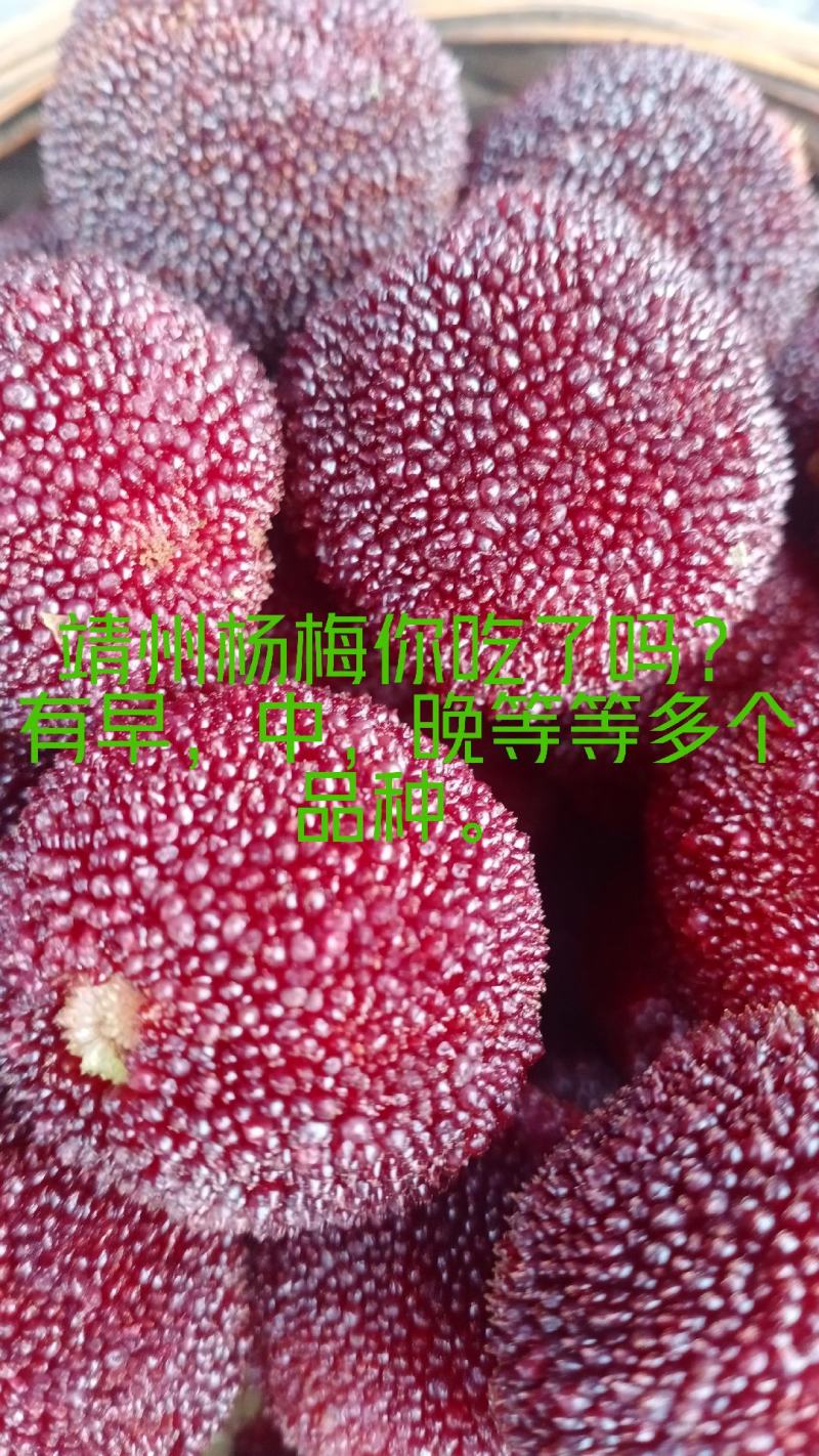 杨梅苗，农户自产自销没中间商欢迎关注点赞