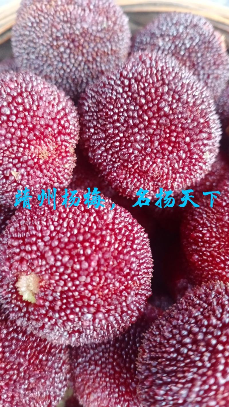 杨梅苗，农户自产自销没中间商欢迎关注点赞