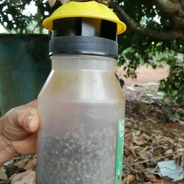果蝇诱捕器果实蝇诱果蝇药水瓜果蔬菜防虫诱虫器药水