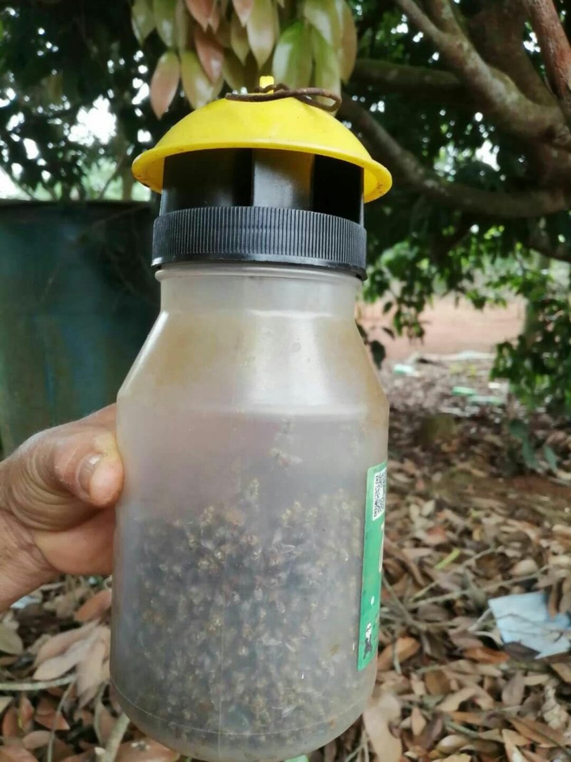 果蝇诱捕器果实蝇诱果蝇药水瓜果蔬菜防虫诱虫器药水