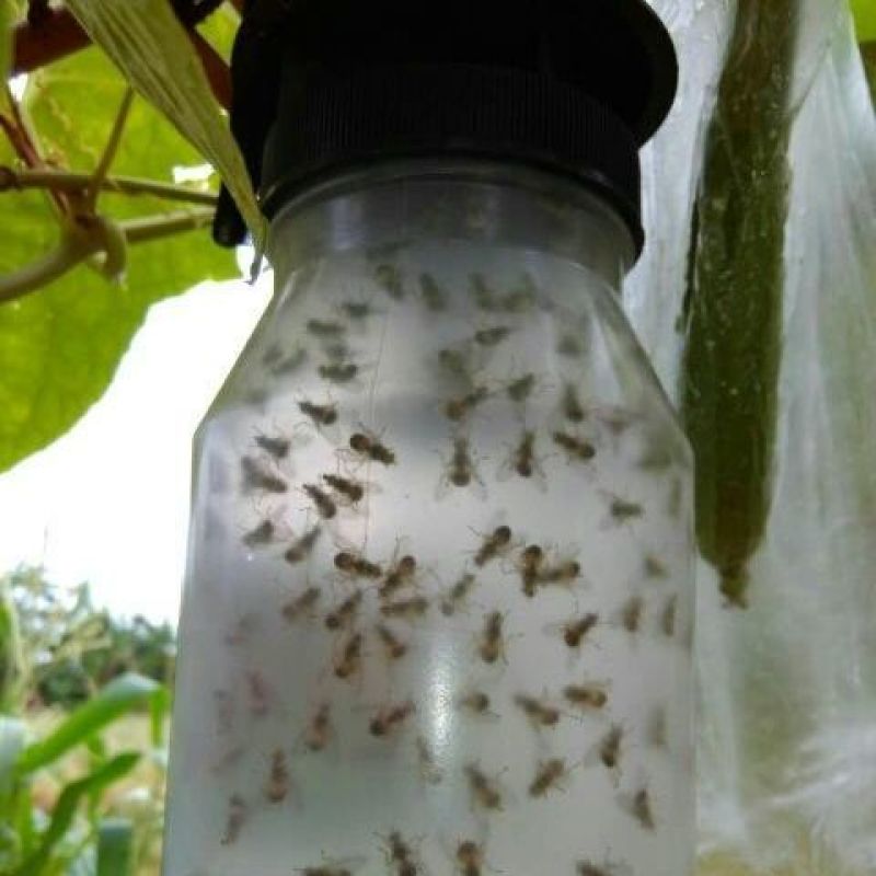 果蝇诱捕器果实蝇诱果蝇药水瓜果蔬菜防虫诱虫器药水