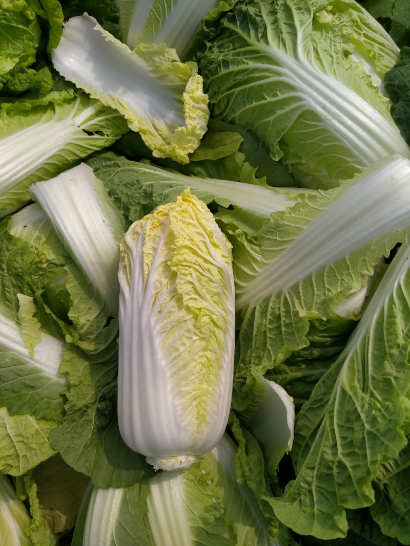 娃娃菜河南鹿邑优质娃娃菜，可视频看货，支持线上交易，欢迎