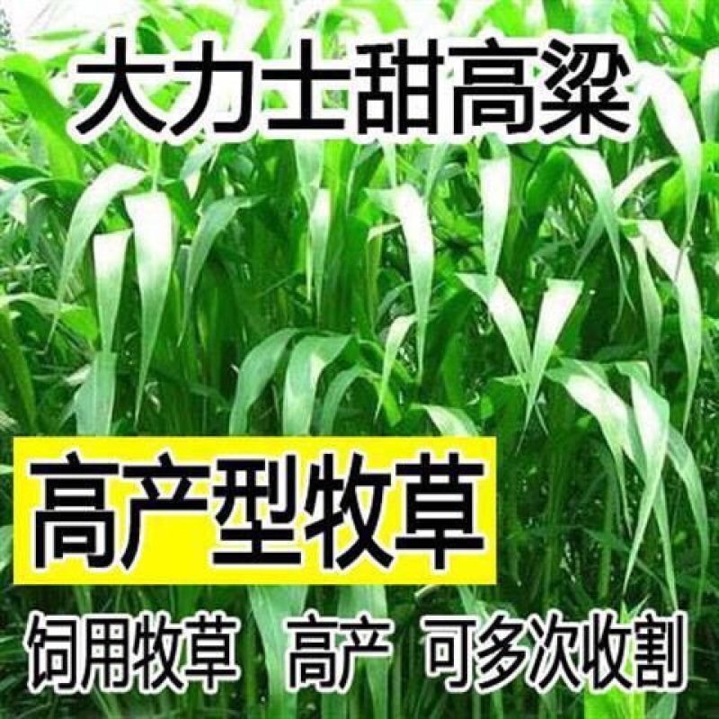 大力士甜高粱，大力士甜高粱牧草种子多年生一年四季畜牧草籽