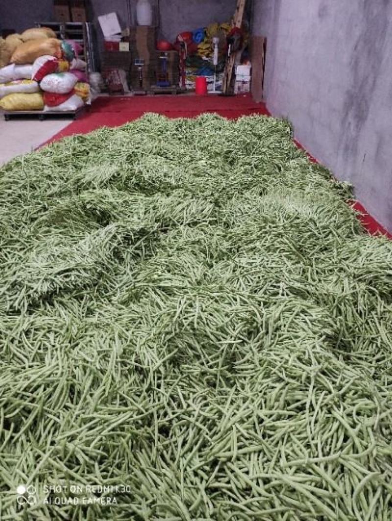 湖北长阳高山四季豆产地一手货源全国发货稳定诚信合作欢迎致电