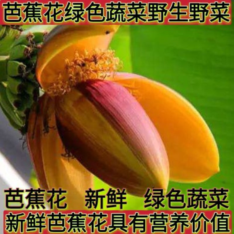 新鲜芭蕉花新鲜芭蕉花蕾绿色蔬菜野生野菜包邮