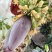 新鲜芭蕉花新鲜芭蕉花蕾绿色蔬菜野生野菜包邮