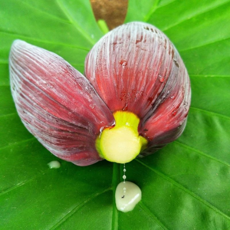 新鲜芭蕉花新鲜芭蕉花蕾绿色蔬菜野生野菜包邮