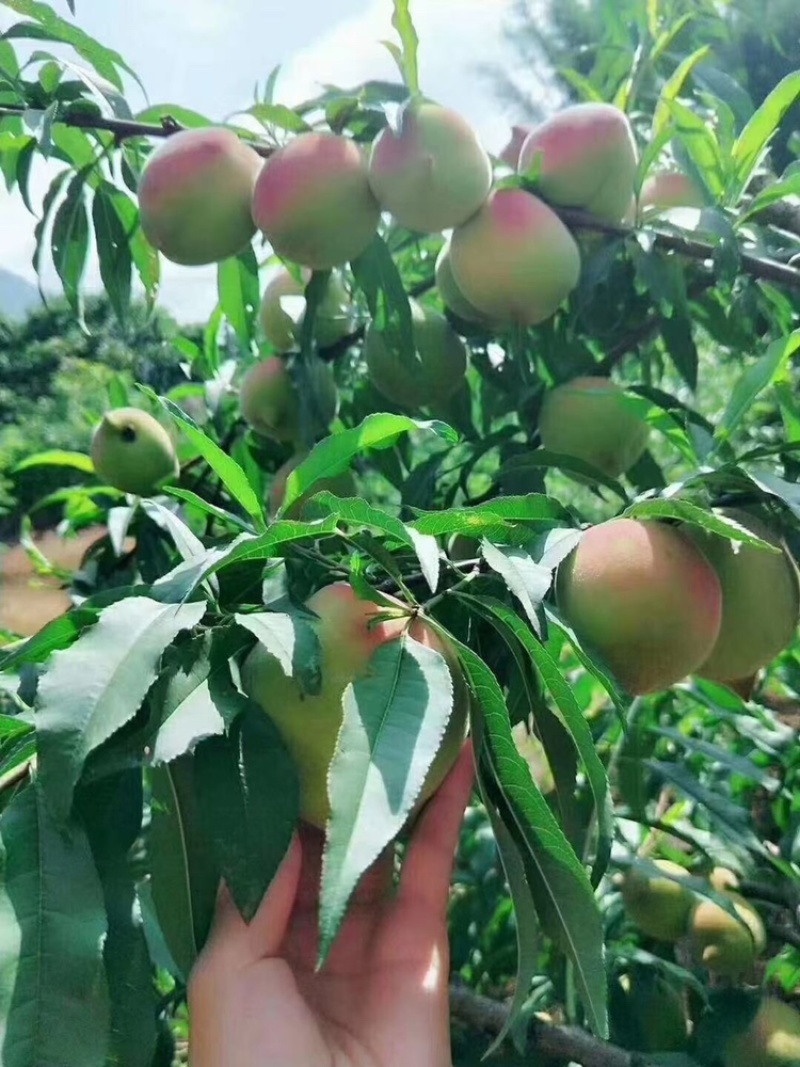 广东河源连平鹰嘴桃一键代发大果。
