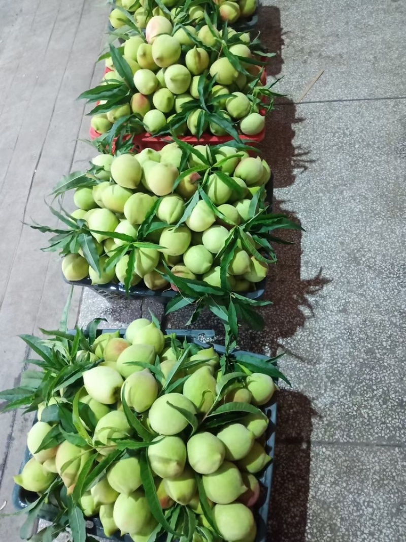 广东河源连平鹰嘴桃一键代发大果。