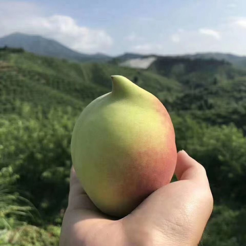 广东河源连平鹰嘴桃一键代发大果。